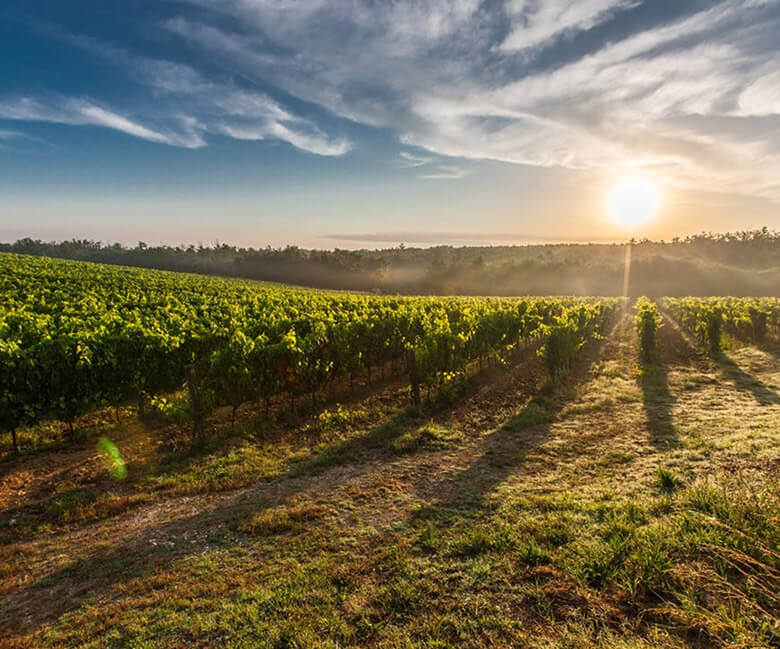 home_vegetables_company1 home_vegetables_company1